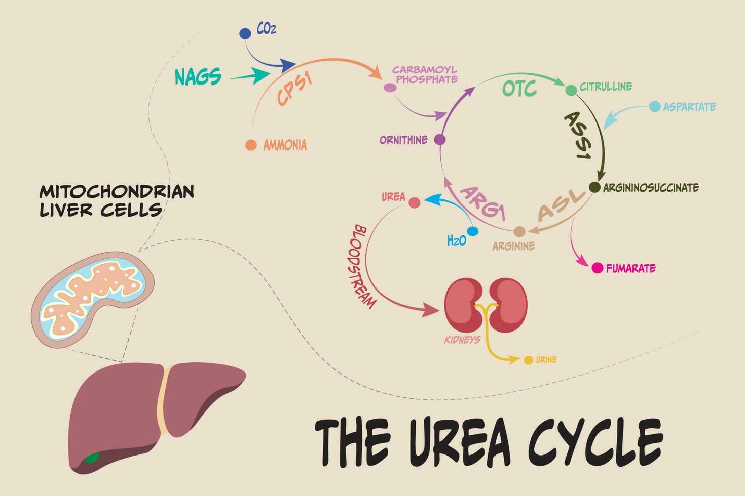 la vía metabólica ciclo de la urea vector