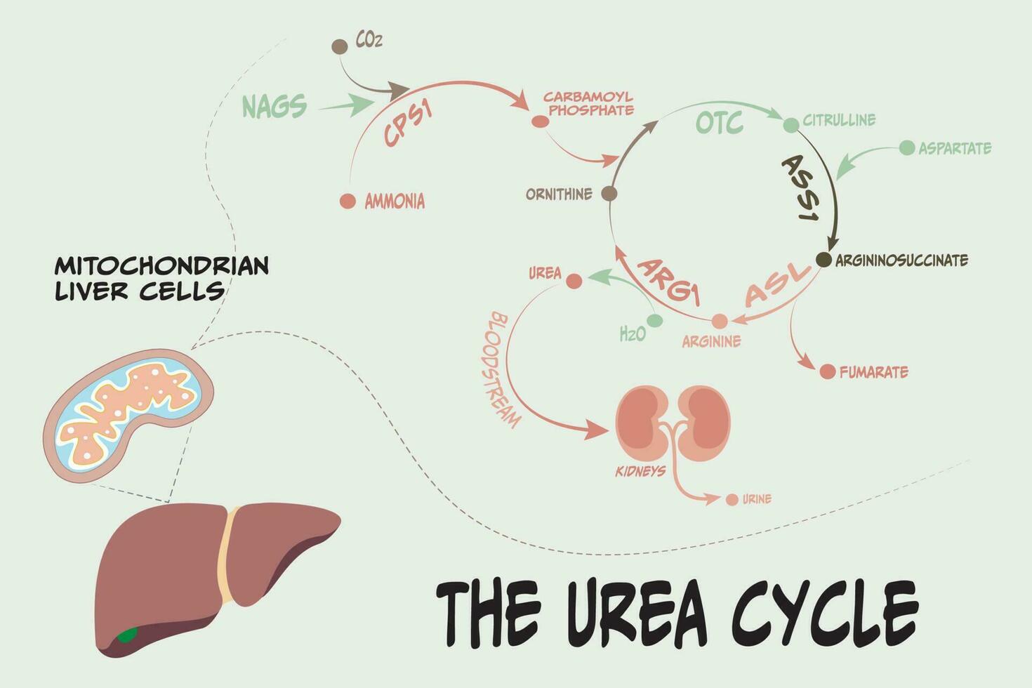 la vía metabólica ciclo de la urea vector