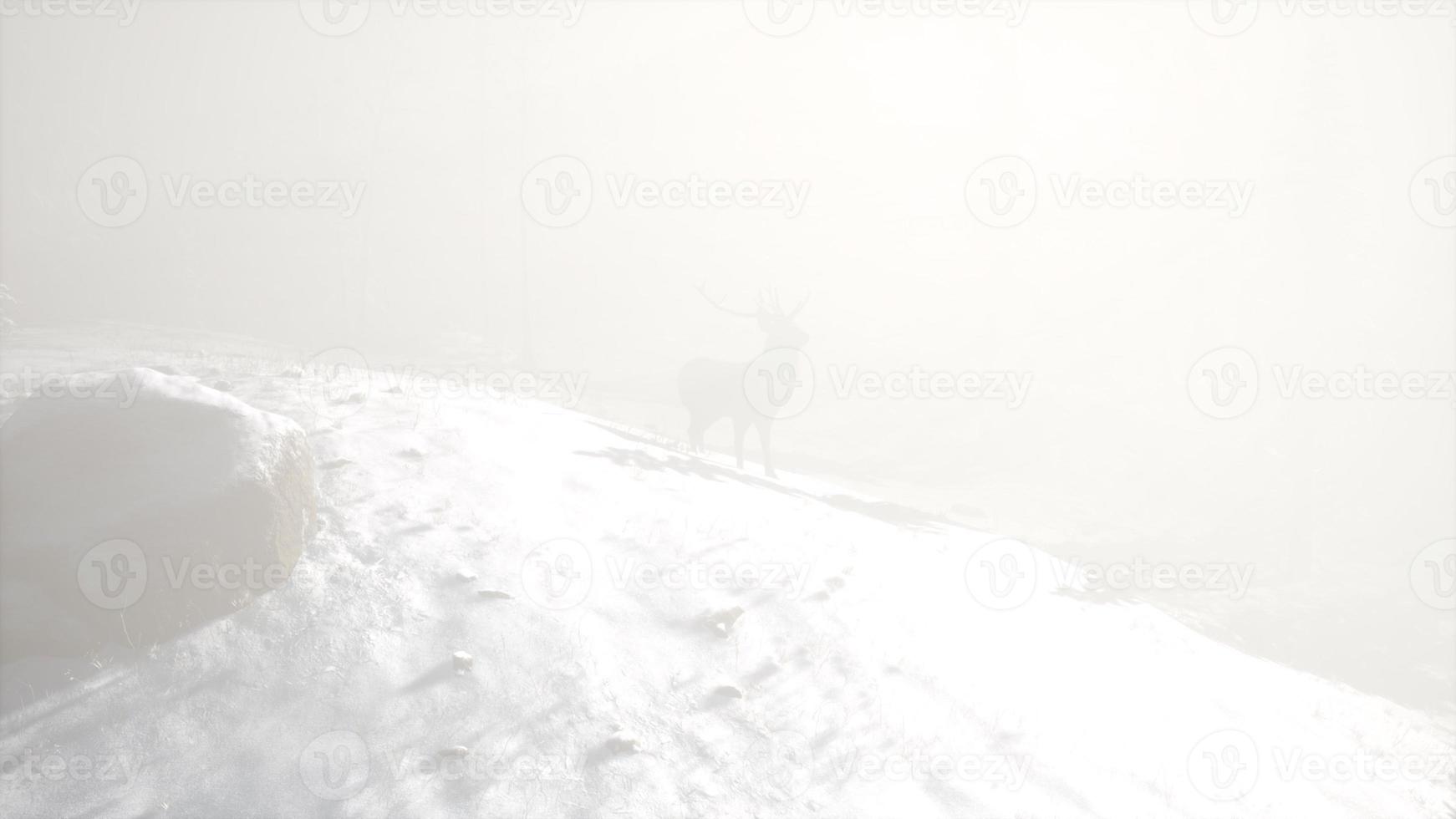 Proud Noble Deer Male in Winter Snow Forest photo