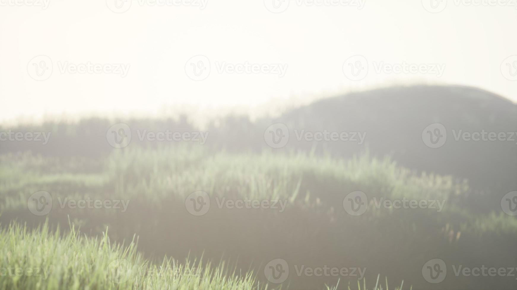 Green field with tall grass in the early morning with fog photo