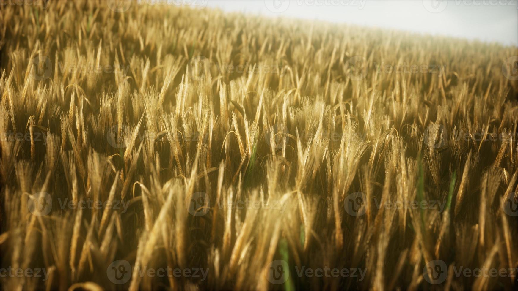 8K Ripe yellow rye field under beautiful summer sunset sky photo