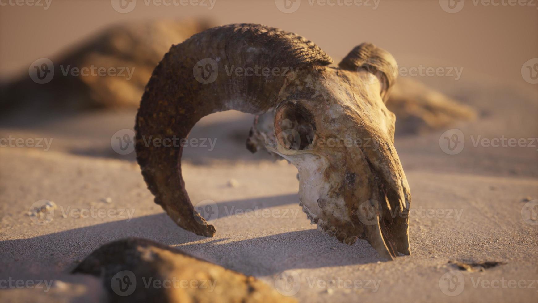 Skull with ram horns on the beach photo