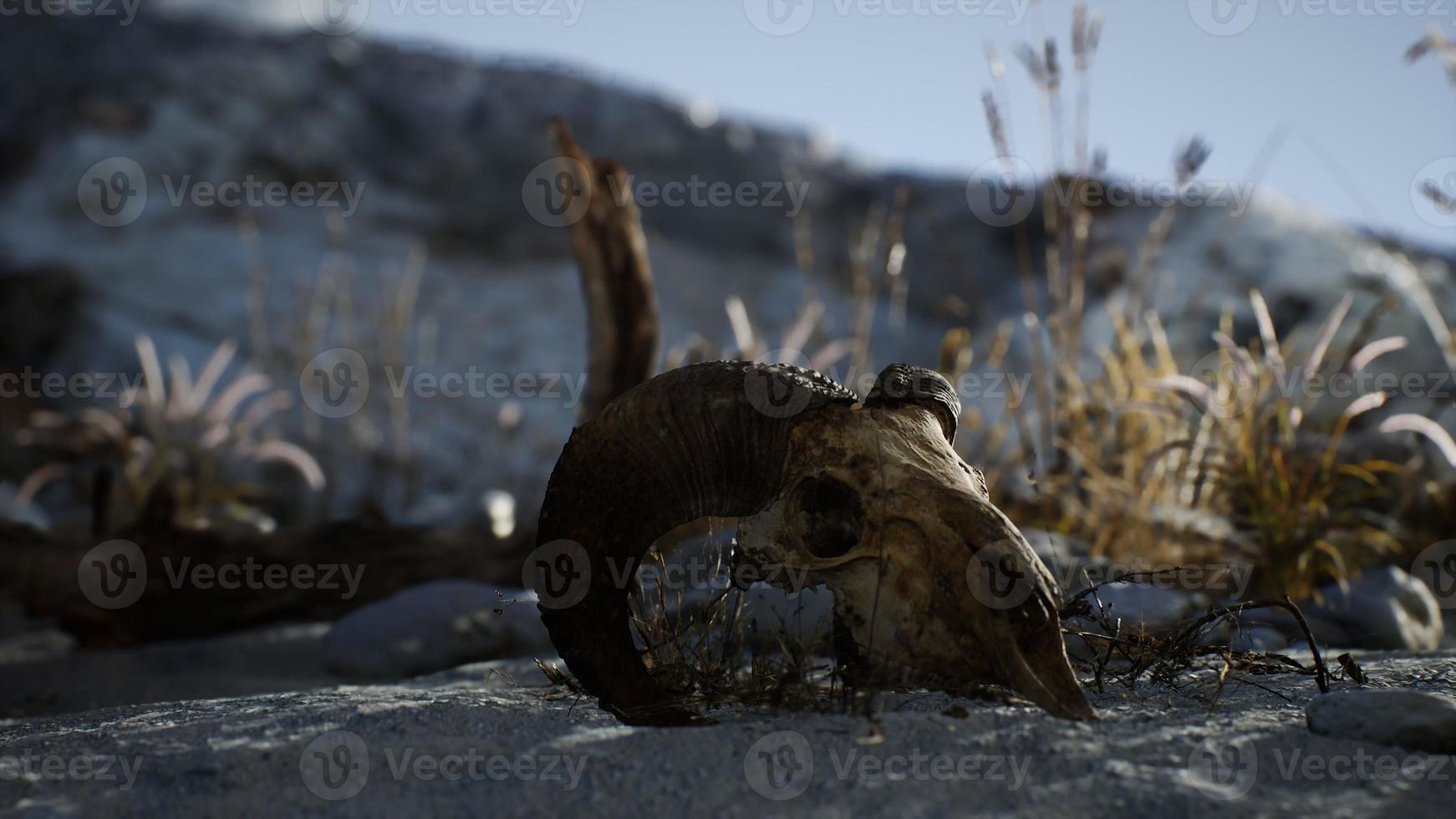 Skull of a dead ram in the desert photo