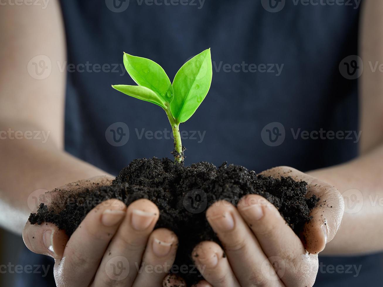 Nurturing new growth. Sprout in hands on background in blur. photo