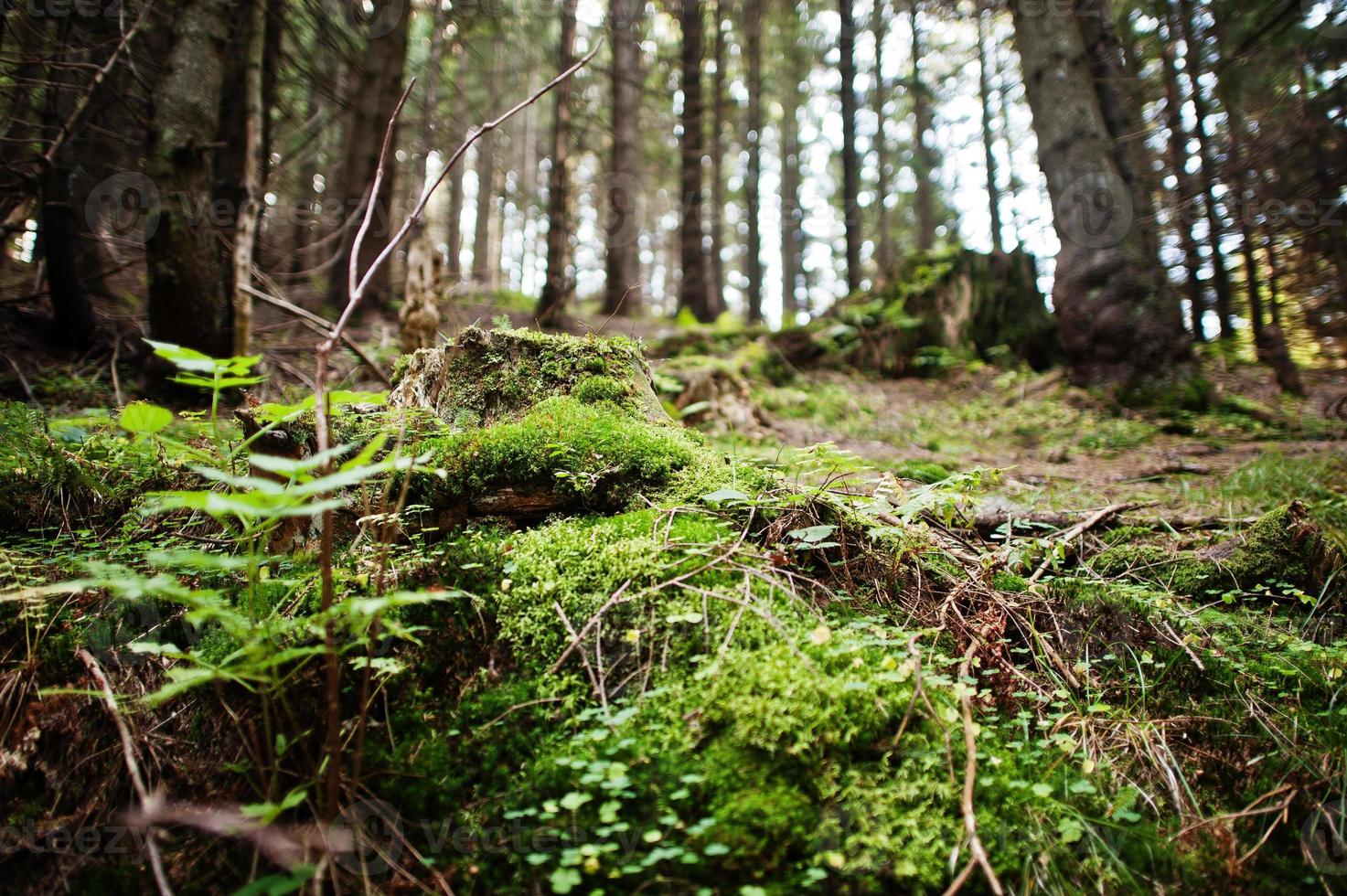 tocón de árbol cubierto de musgo en el bosque de coníferas, hermoso paisaje. Montañas de los Cárpatos. foto