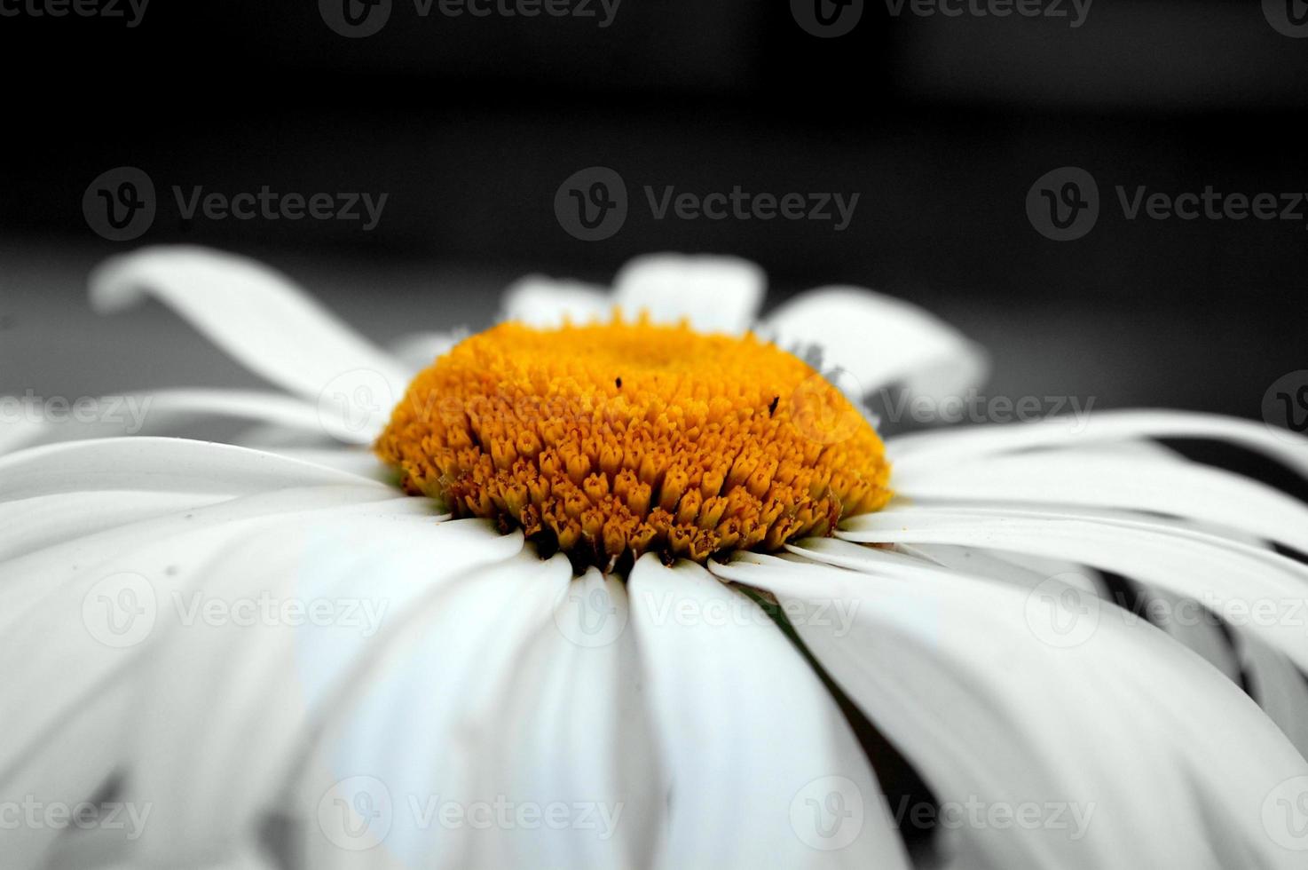Chamomile flower. core color photo