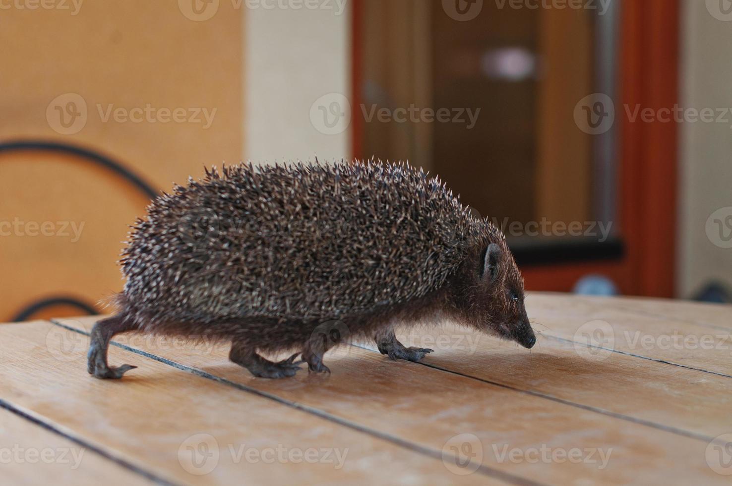 hedgehog on the wooden table photo
