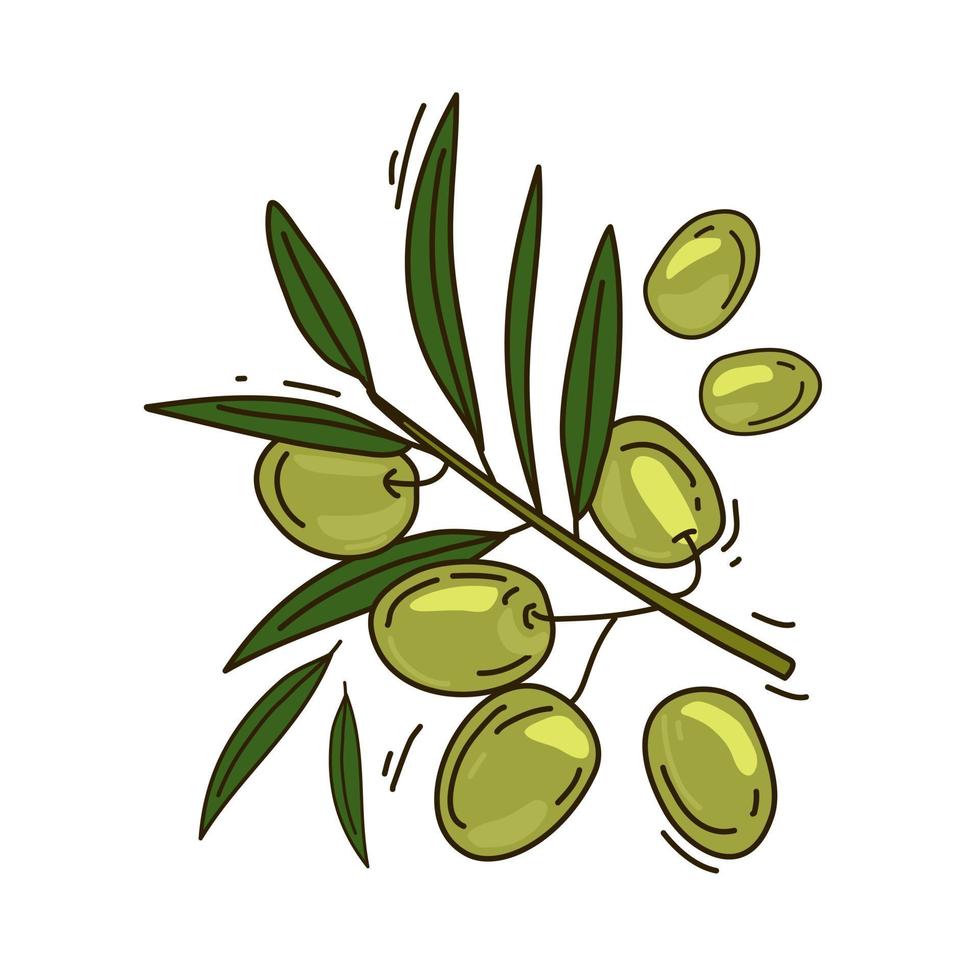 Vector illustration of an olive branch. Isolated background.