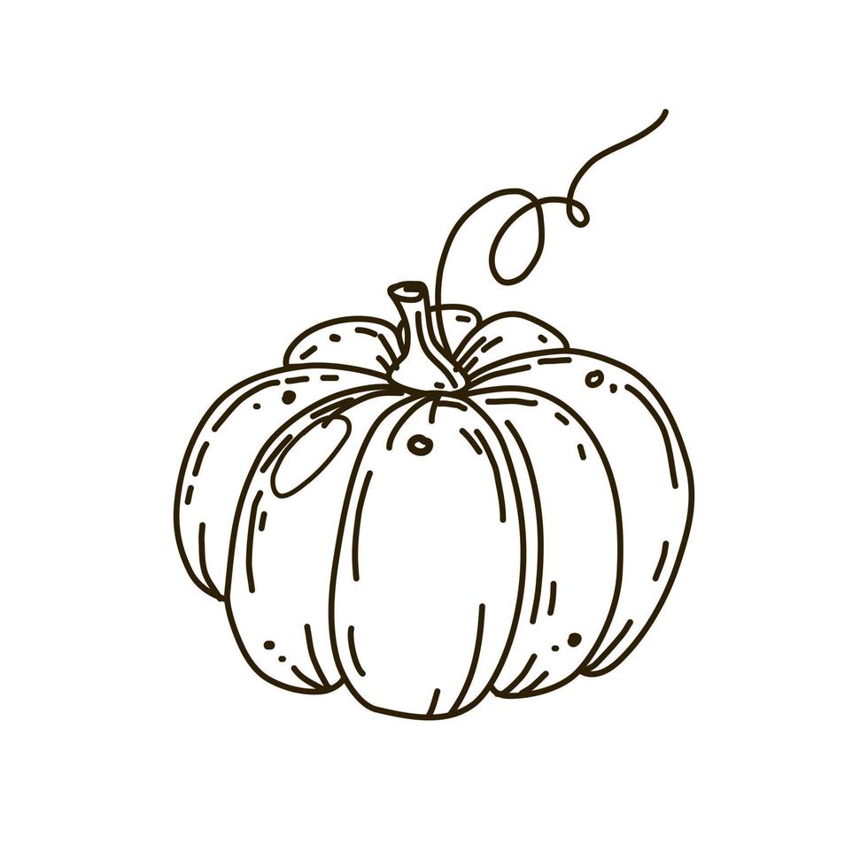 ilustración vectorial del icono de garabato de contorno de calabaza aislado sobre fondo blanco. vector