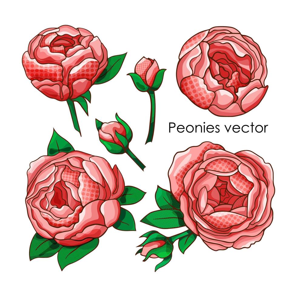 Vector set of peonies on an isolated background.
