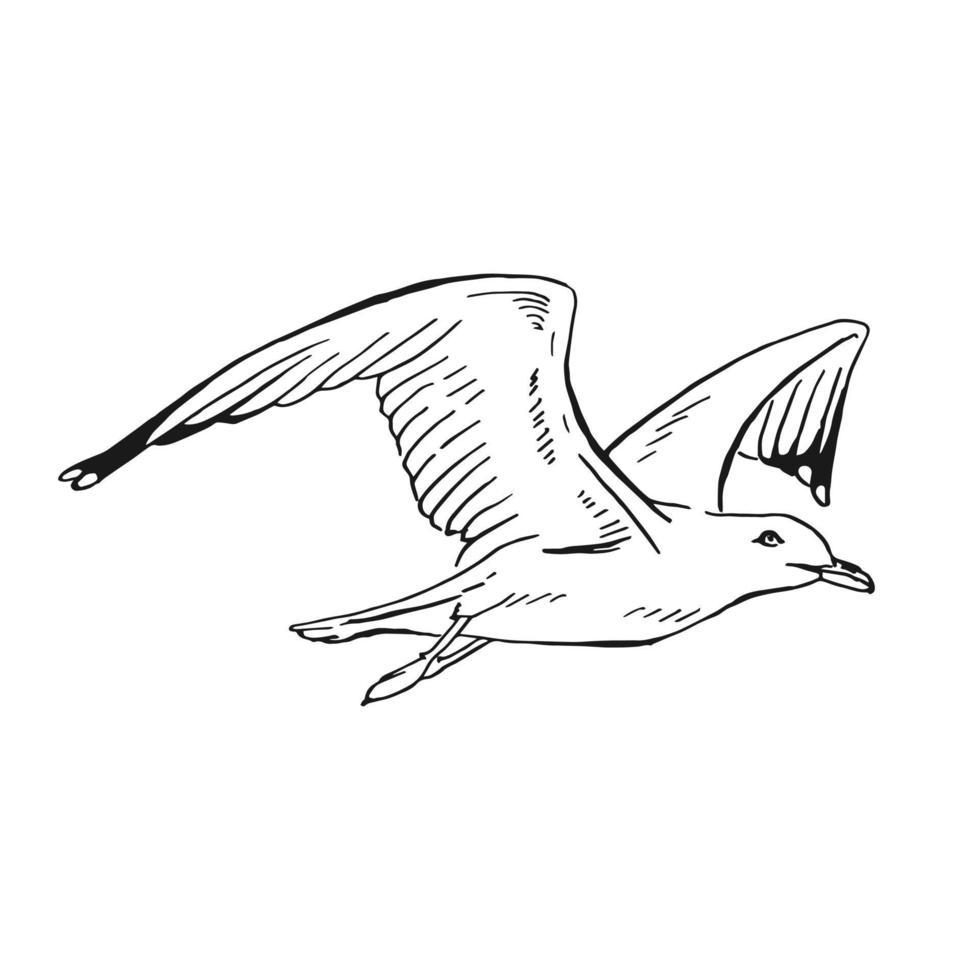 Sketch of flying seagulls. Hand drawn illustration converted to vector. Line art style isolated on white background. vector