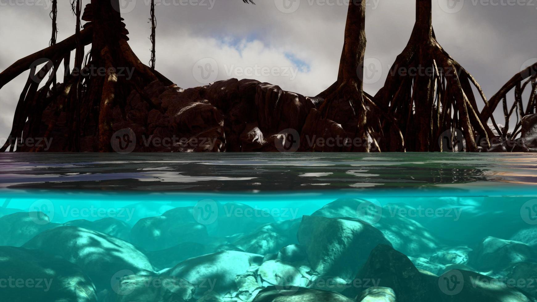 Above and below the sea surface near mangrove trees photo
