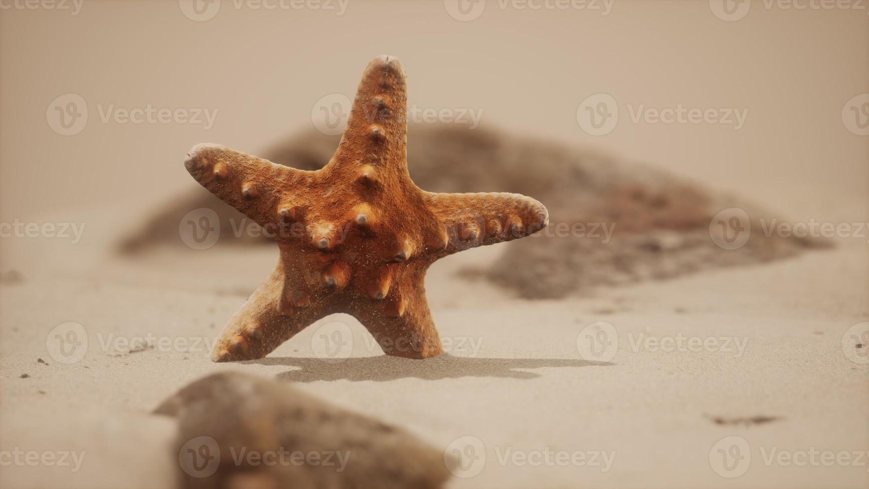 red starfish on ocean beach with golden sand photo