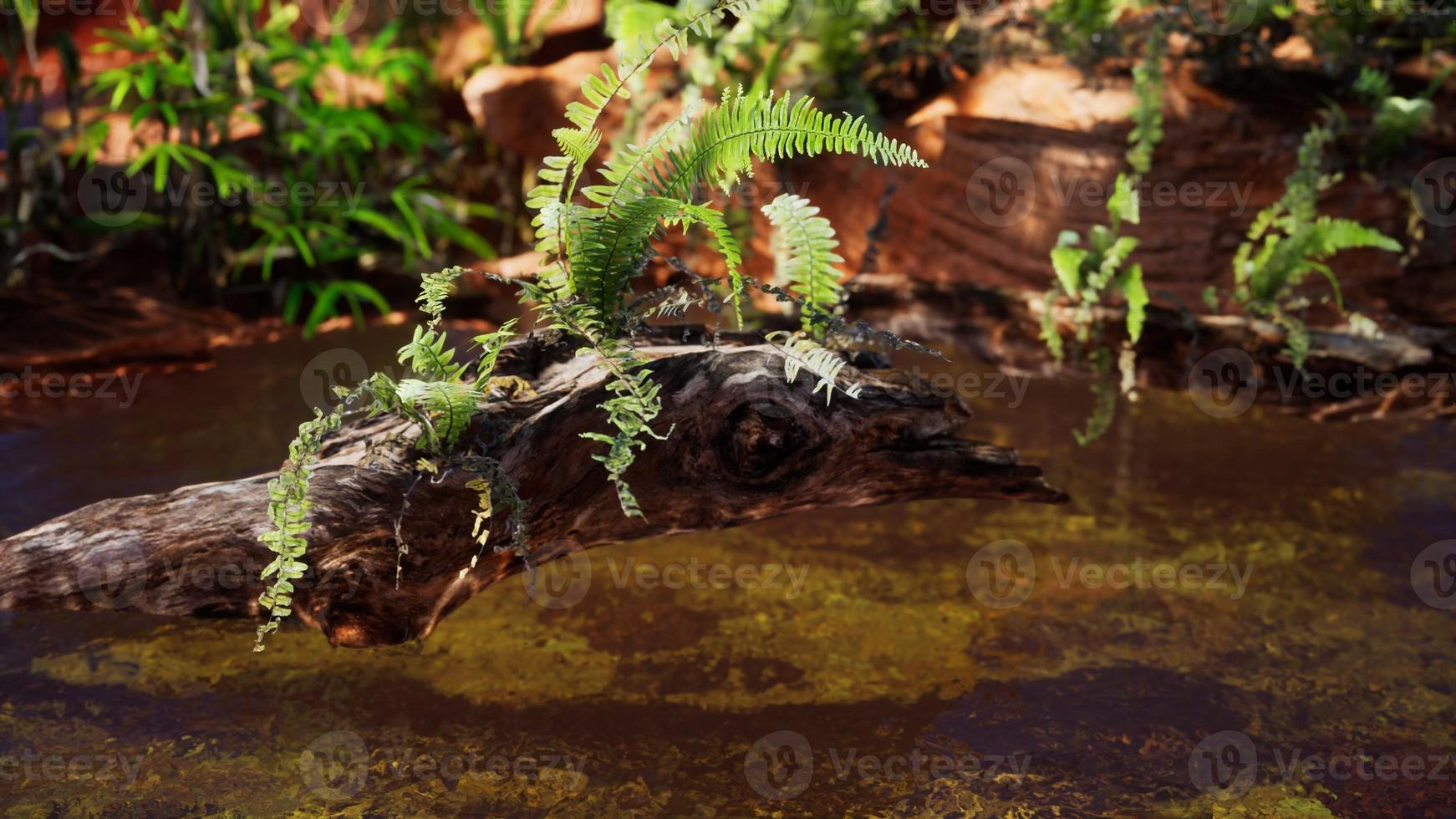 tropical golden pond with rocks and green plants photo
