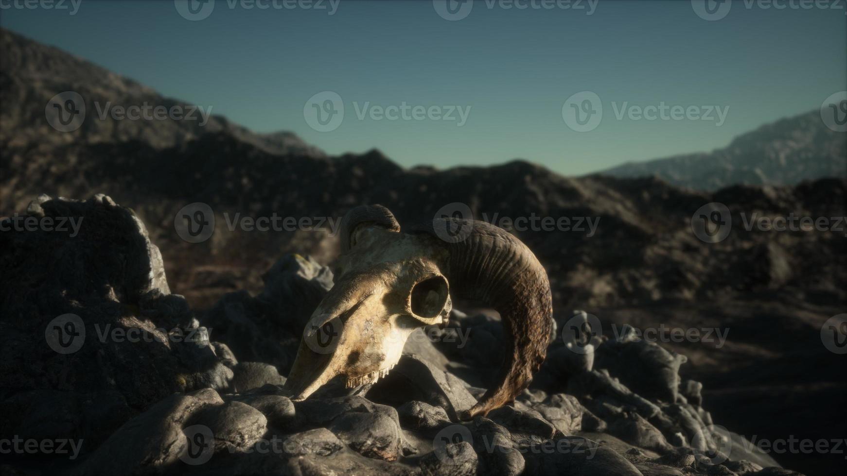 European mouflon ram skull in natural conditions in rocky mountains photo
