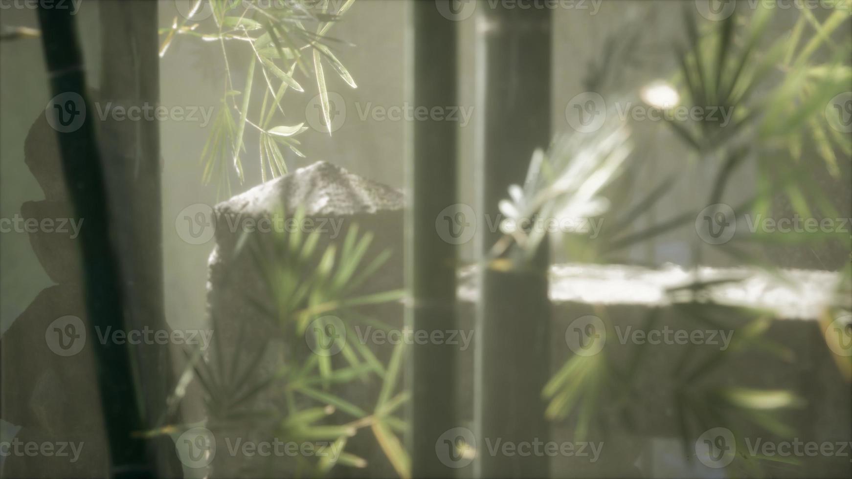 Japan bamboo forest and green meadow grass with natural light photo