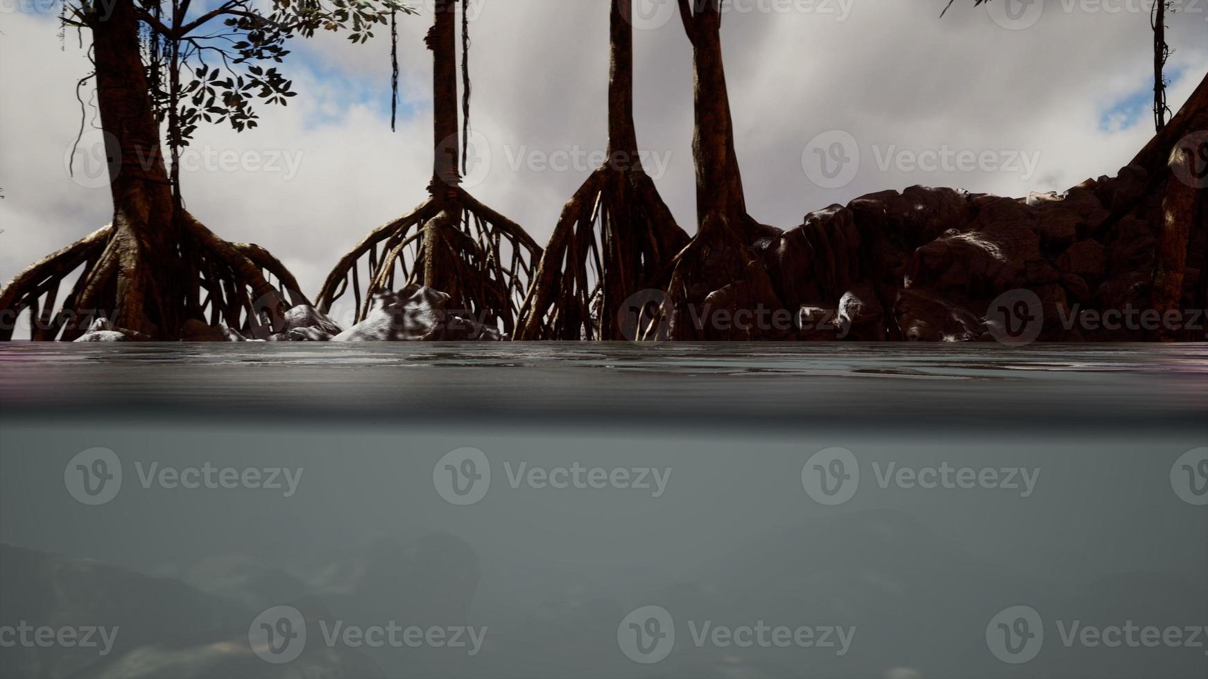 Above and below the sea surface near mangrove trees photo