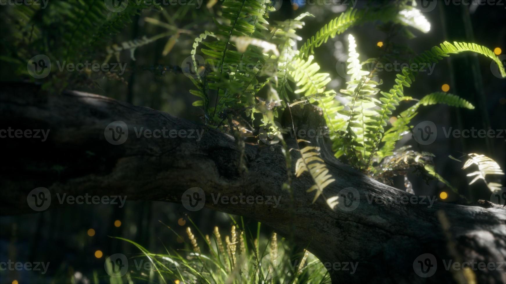 horizontally bending tree trunk with ferns growing, and sunlight shining photo