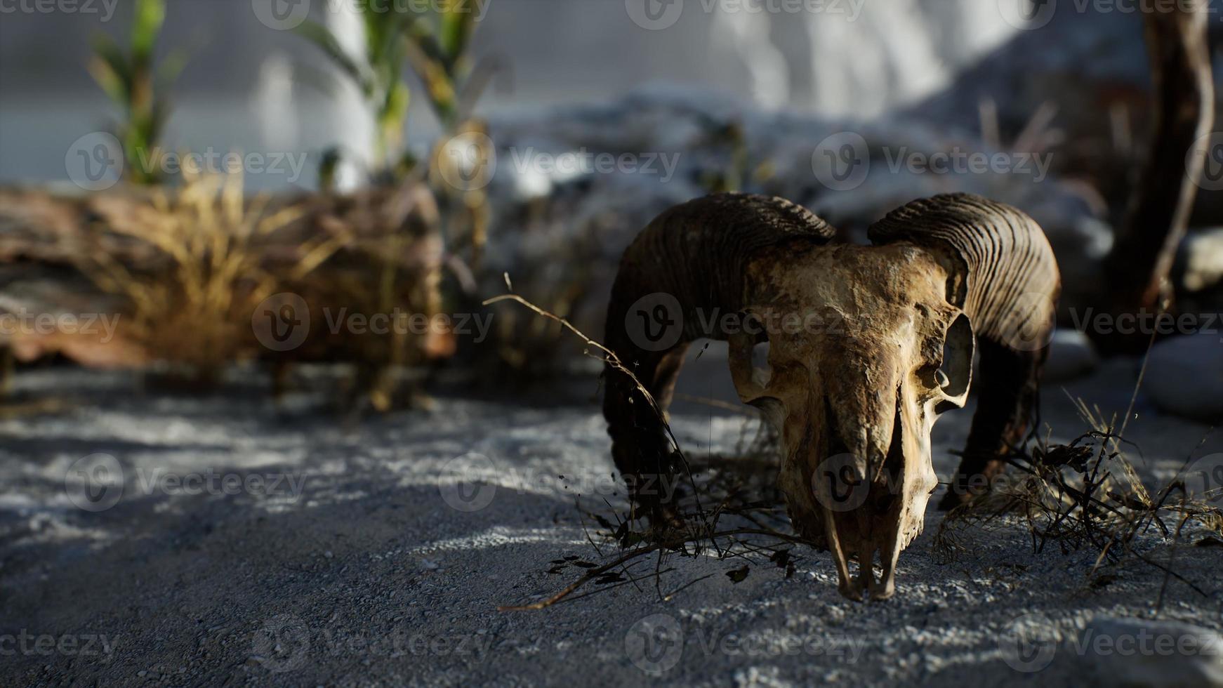 Skull of a dead ram in the desert photo