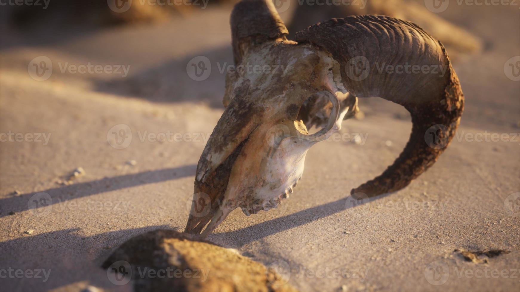 Skull with ram horns on the beach photo