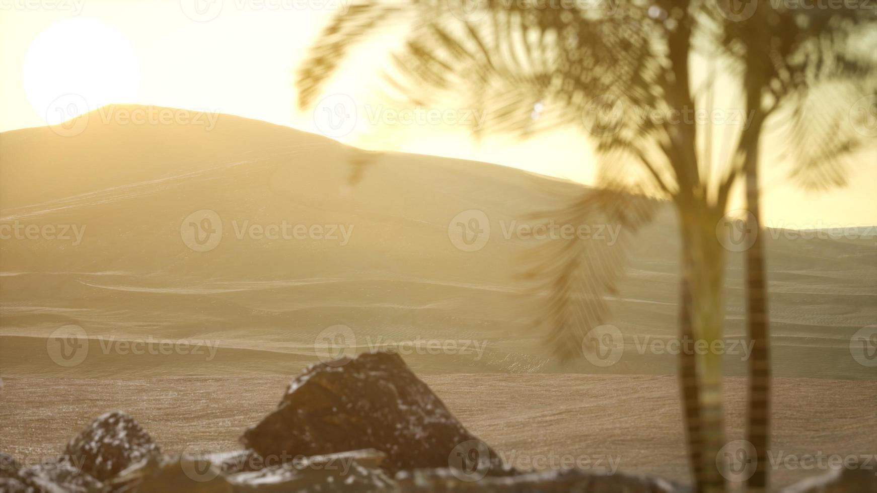 palms in desert at sunset photo