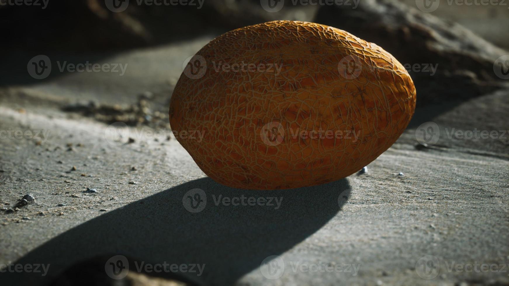 Desert melon on the sand beach photo