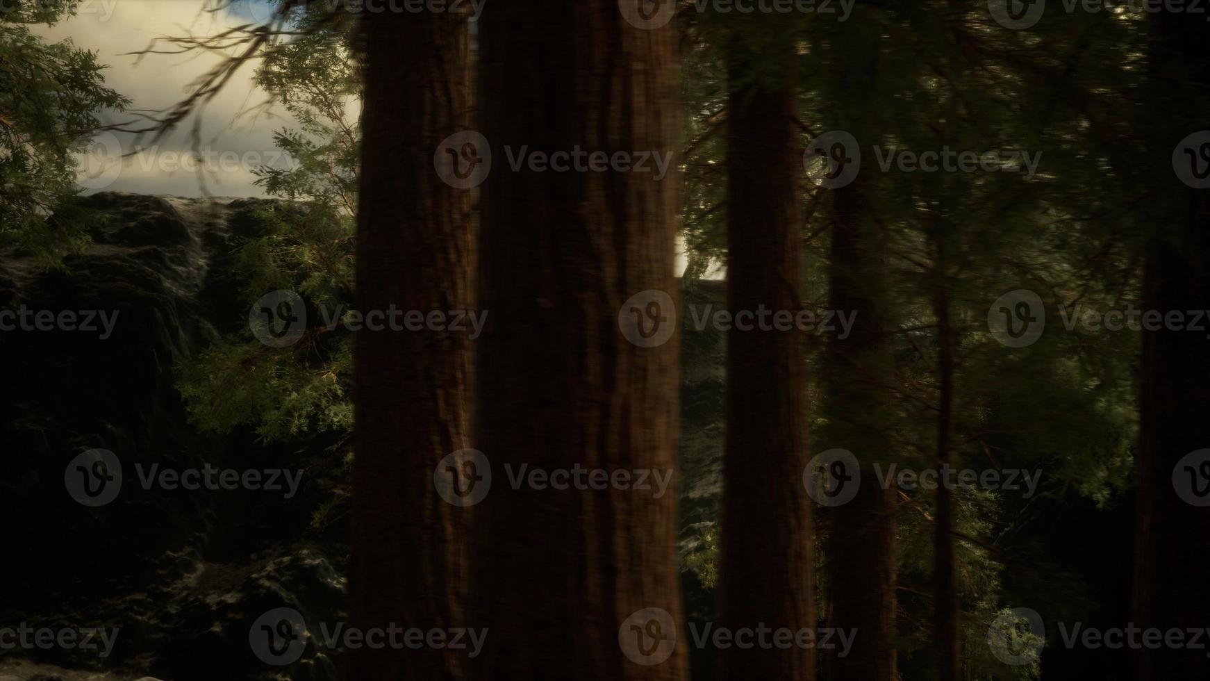 Fog and pine trees on rugged mountainside and coming storm photo