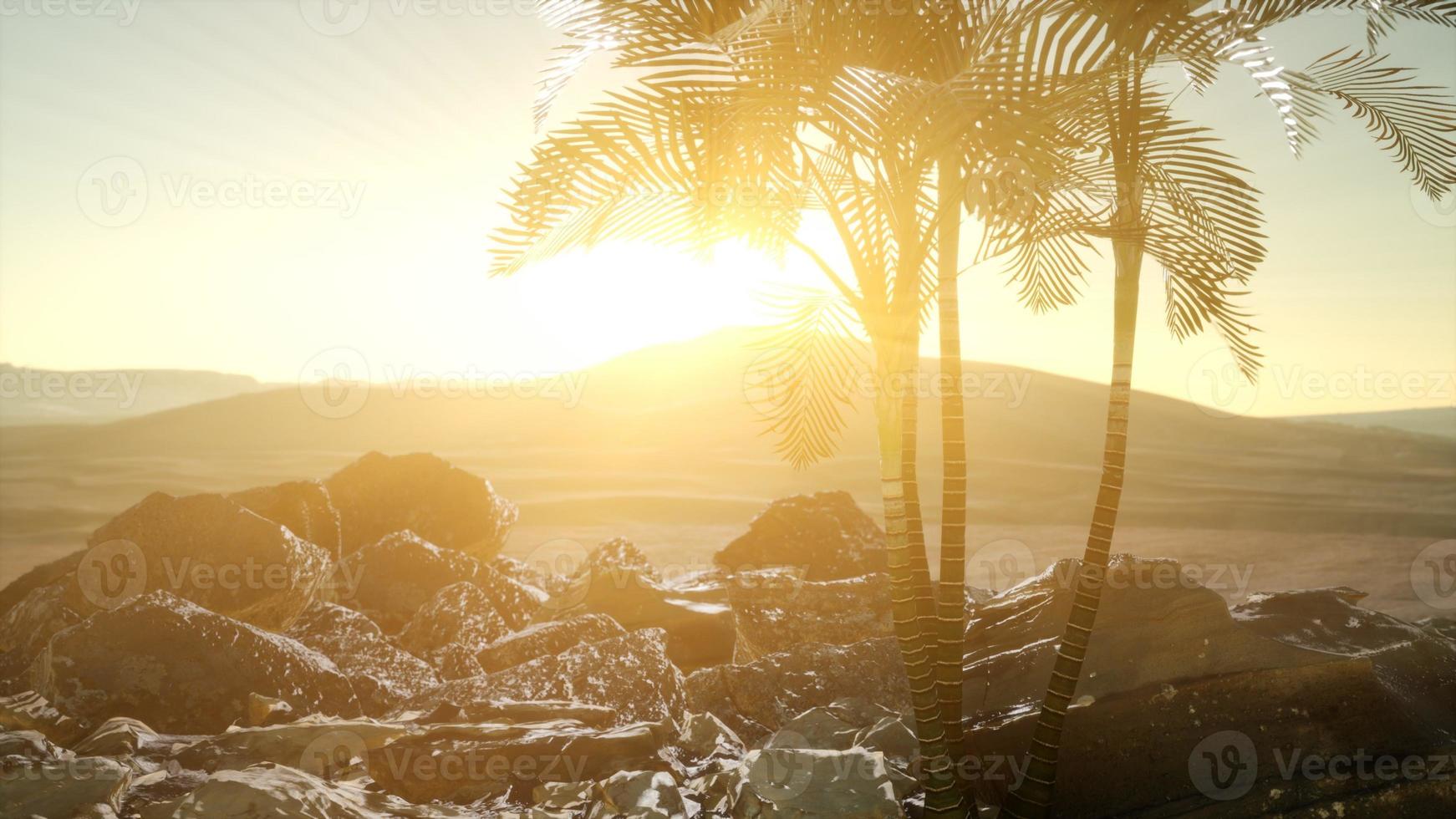 palms in desert at sunset photo