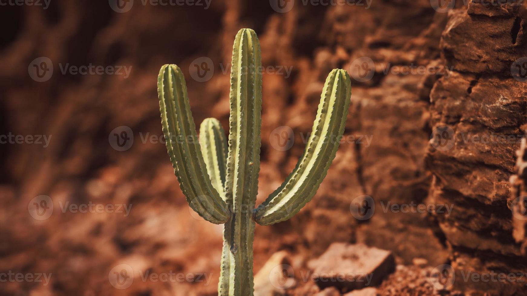 cactus in the Arizona desert near red rock stones photo