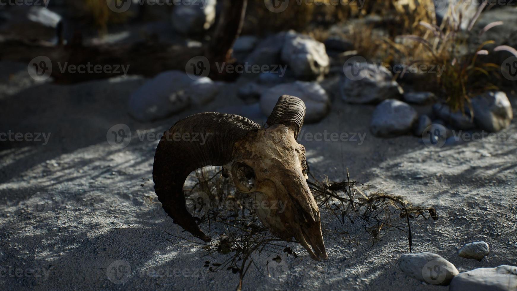 Skull of a dead ram in the desert photo