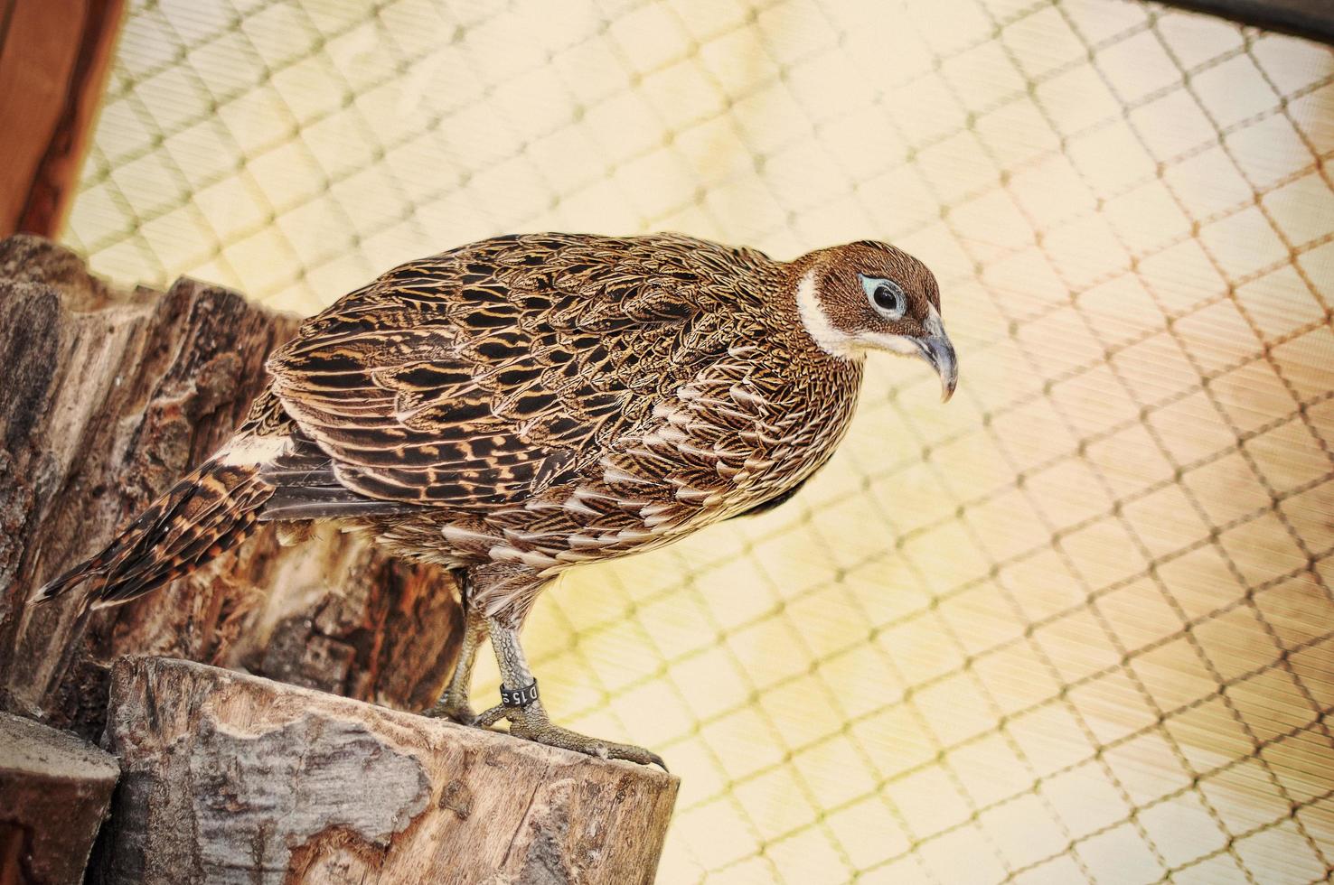 pheasant at the cage photo