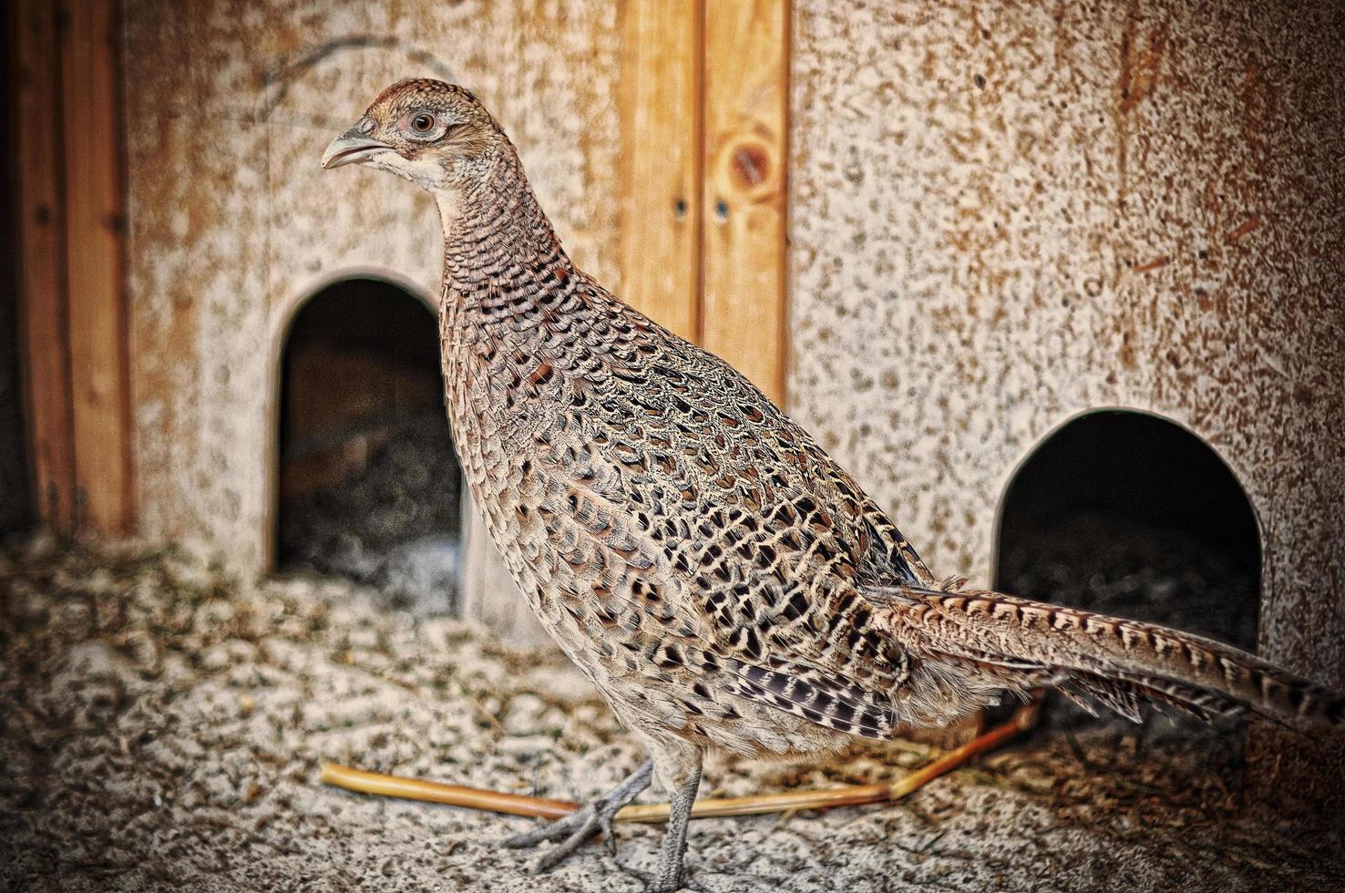pheasant at the cage photo