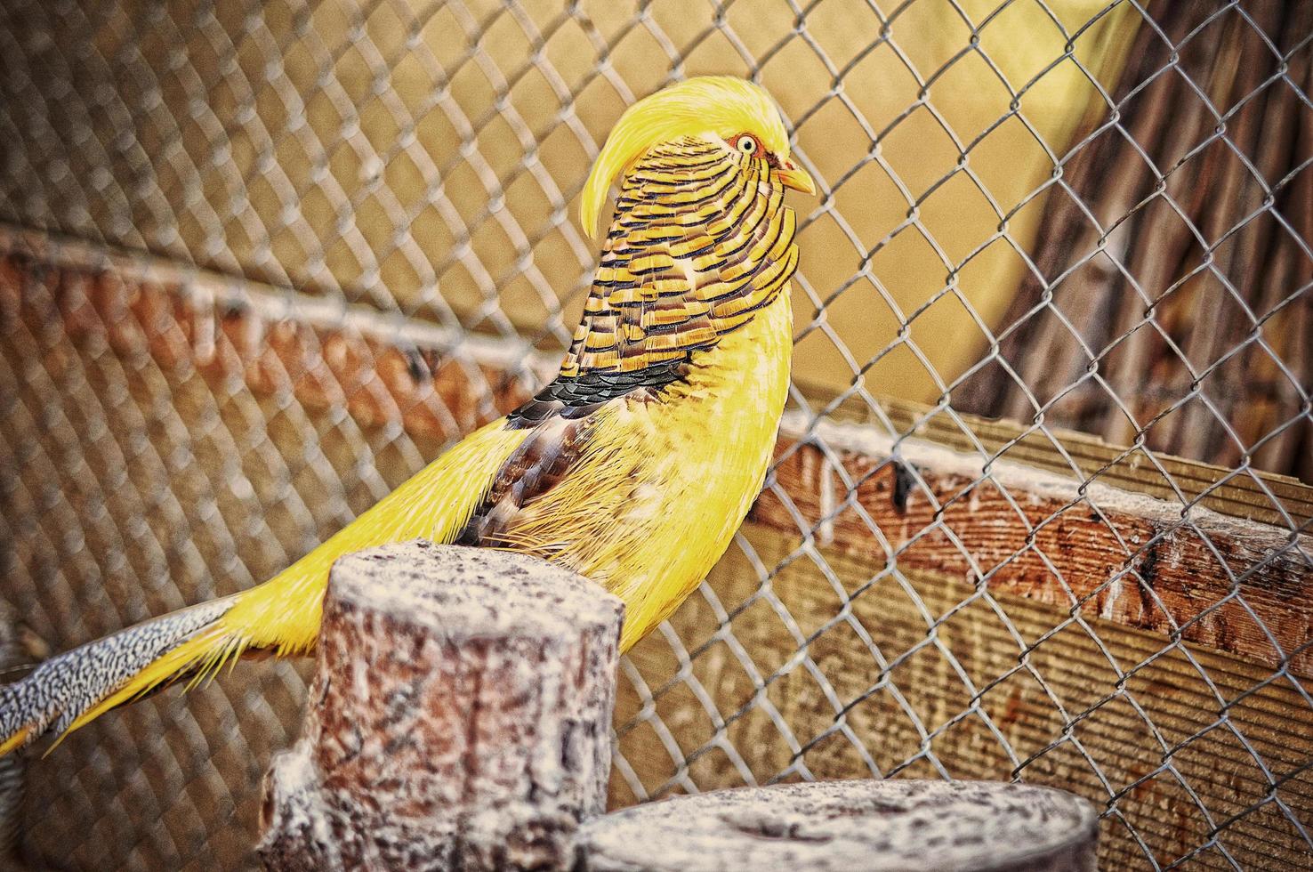 pheasant at the cage photo