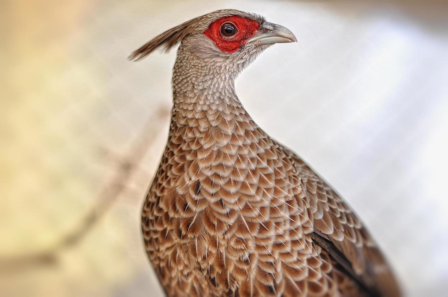 pheasant at the cage photo