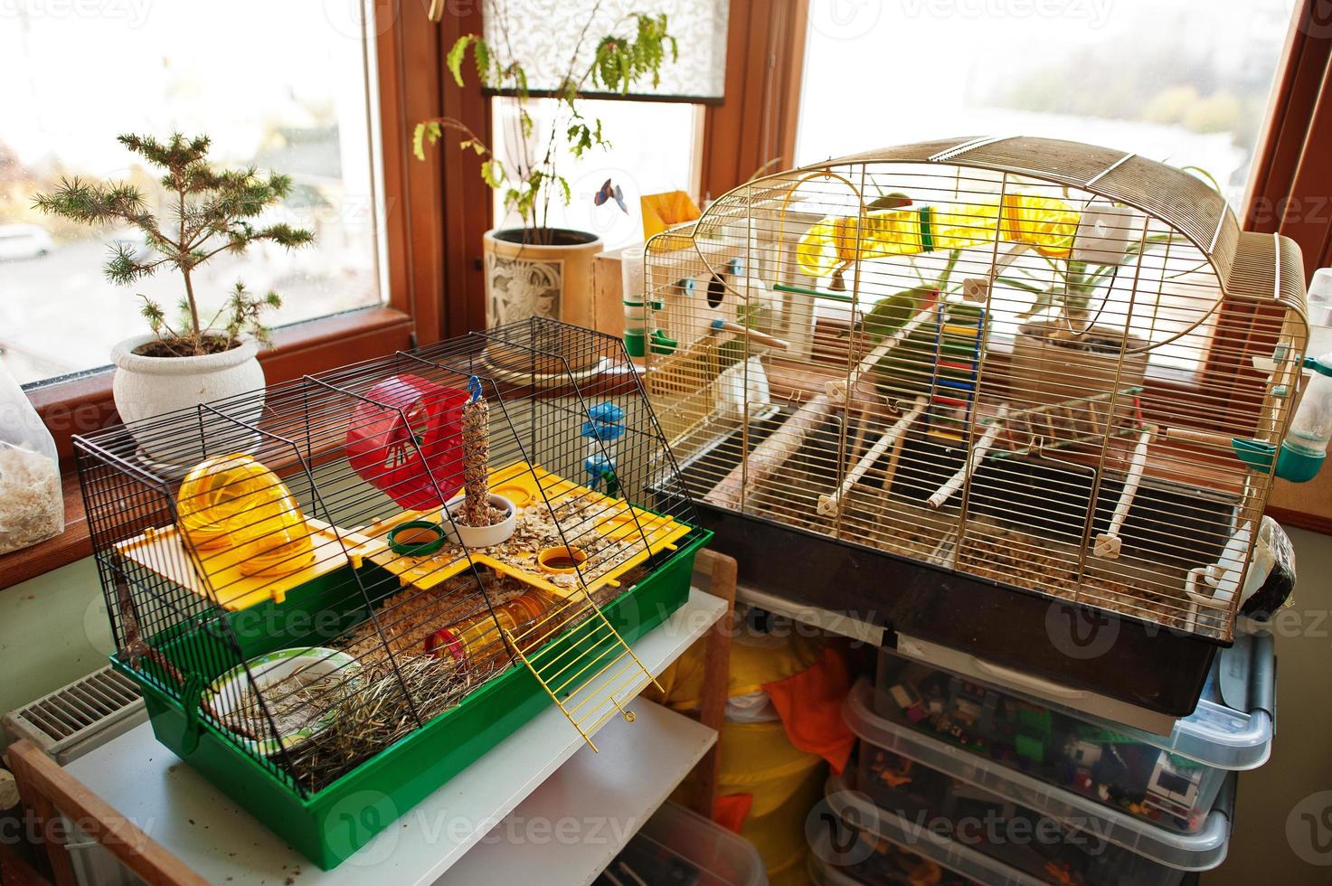 Cages for home pets hamsters and parrots. photo