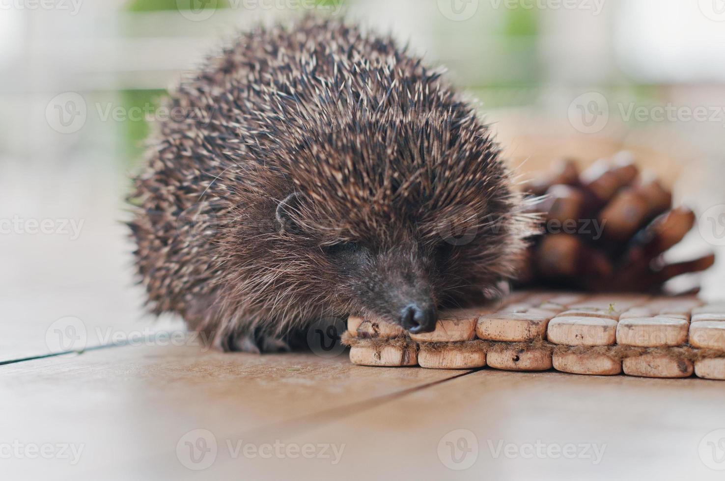 hedgehog on the wooden table with cons photo