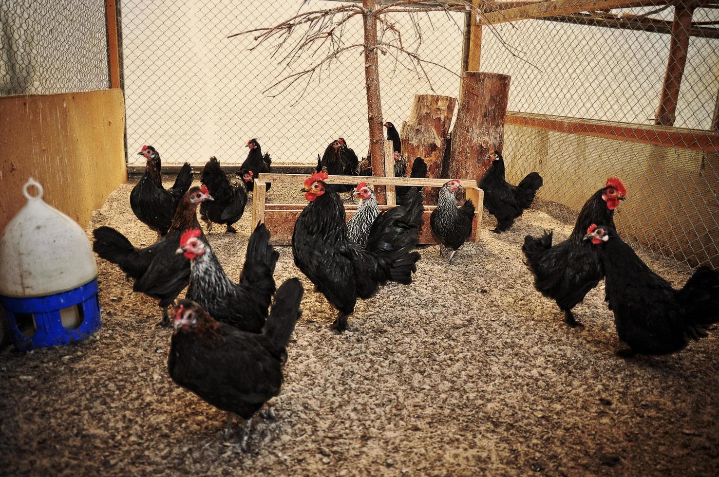 gallinas y gallos en jaula foto