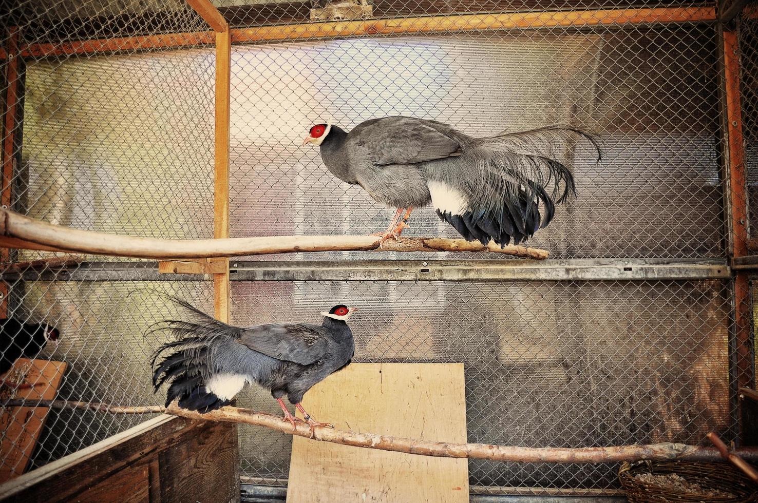 pheasant at the cage photo