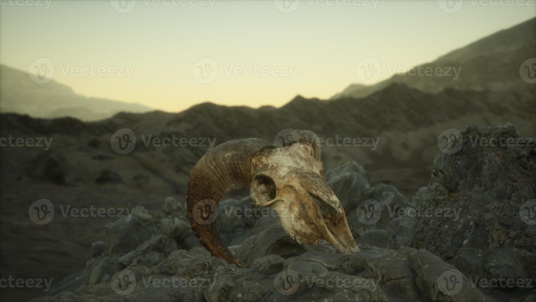 European mouflon ram skull in natural conditions in rocky mountains photo