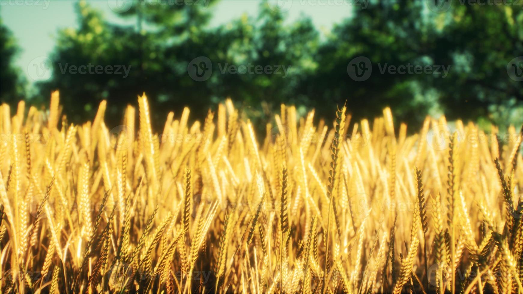 Scene of sunset or sunrise on the field with young rye or wheat in the summer photo