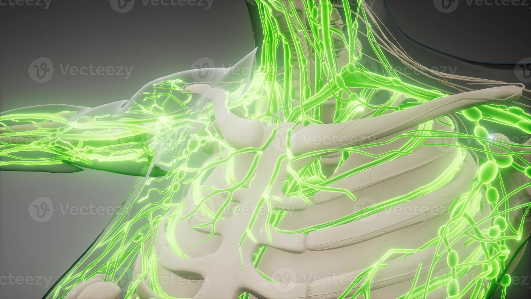 Blood Vessels of Human Body photo