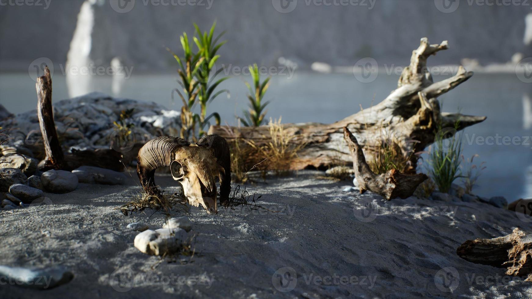 Skull of a dead ram in the desert photo