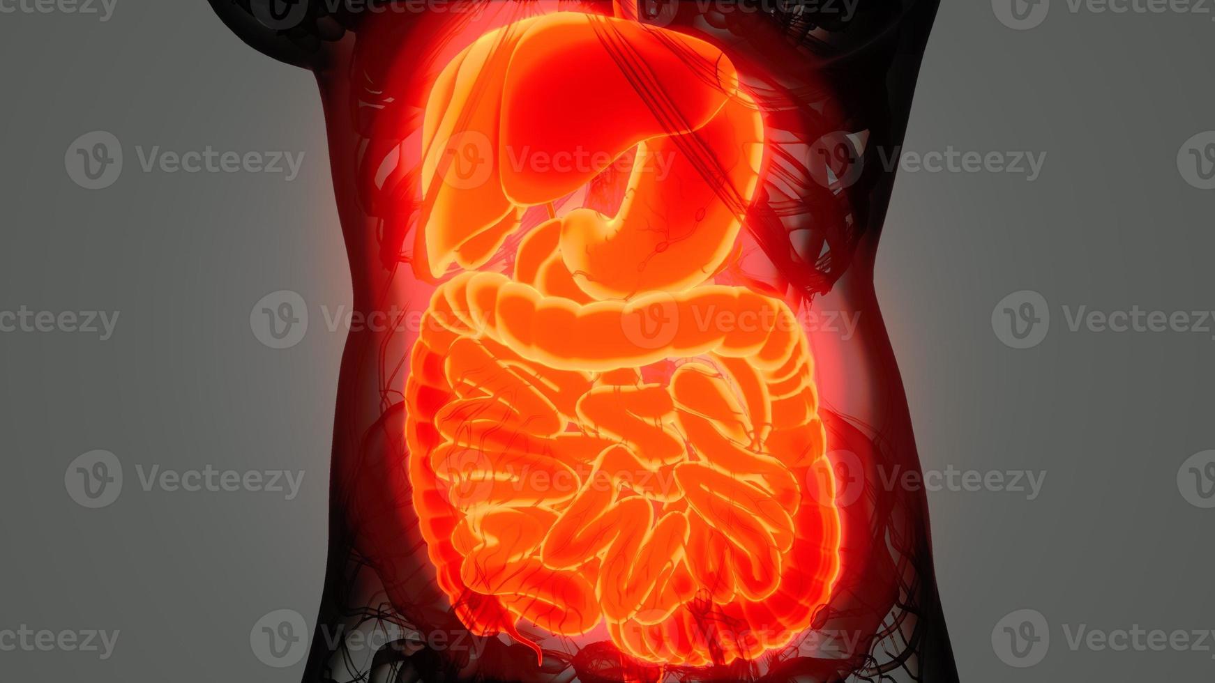 detailed human digestive system anatomy photo