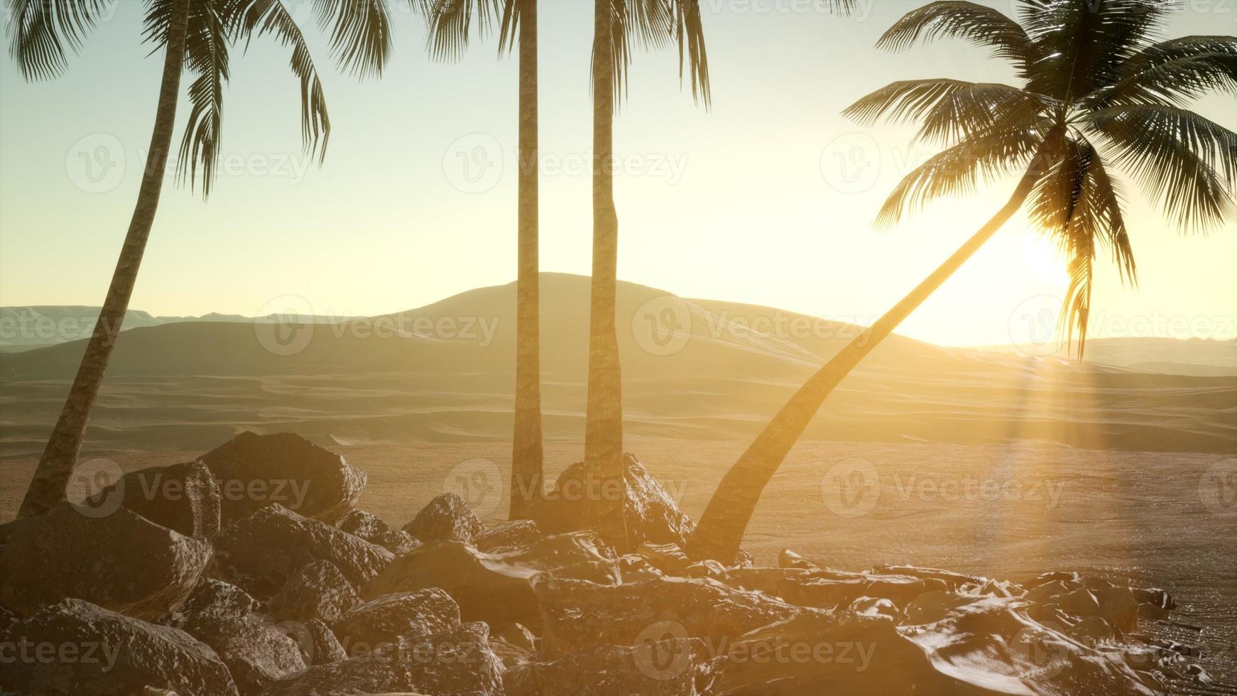 palms in desert at sunset photo