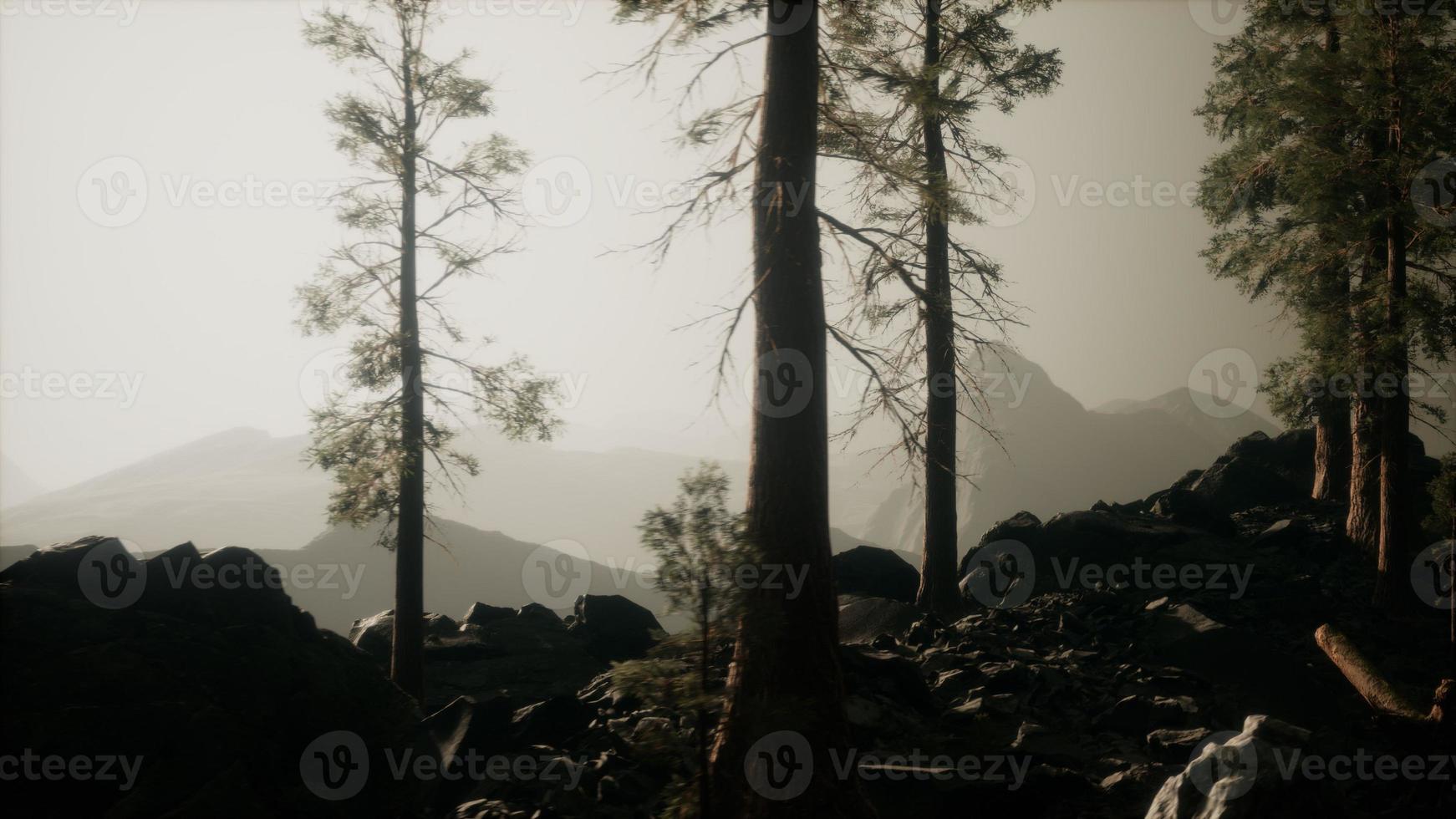 trees in fog in mountains photo