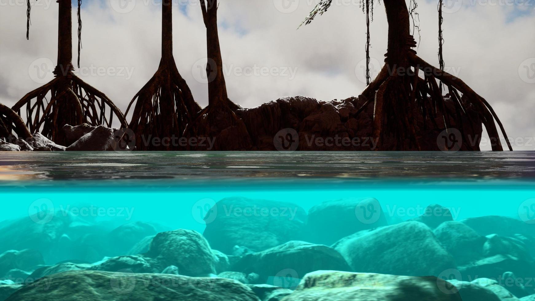 Above and below the sea surface near mangrove trees photo