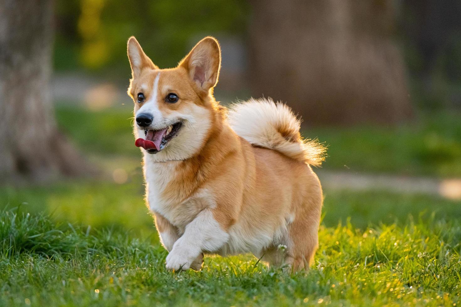 funny portrait of cute corgi dog outdoors photo