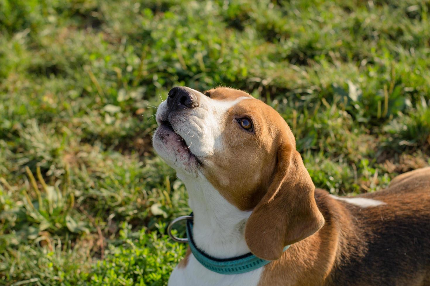 Beagle puppy play on the beach in sunny day photo