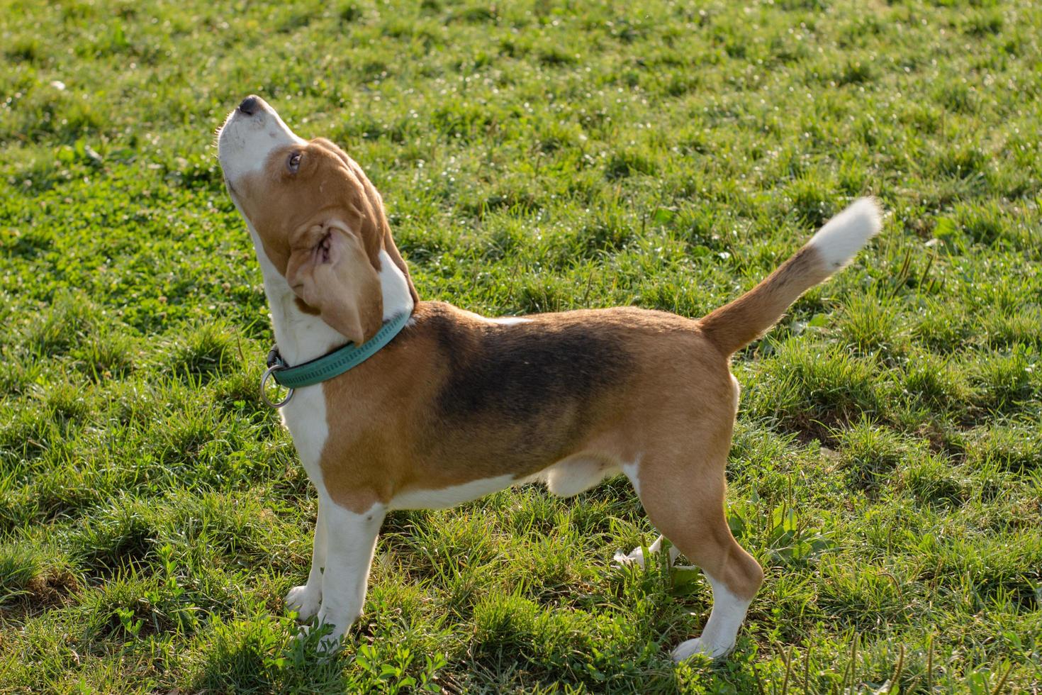 Beagle puppy play on the beach in sunny day photo