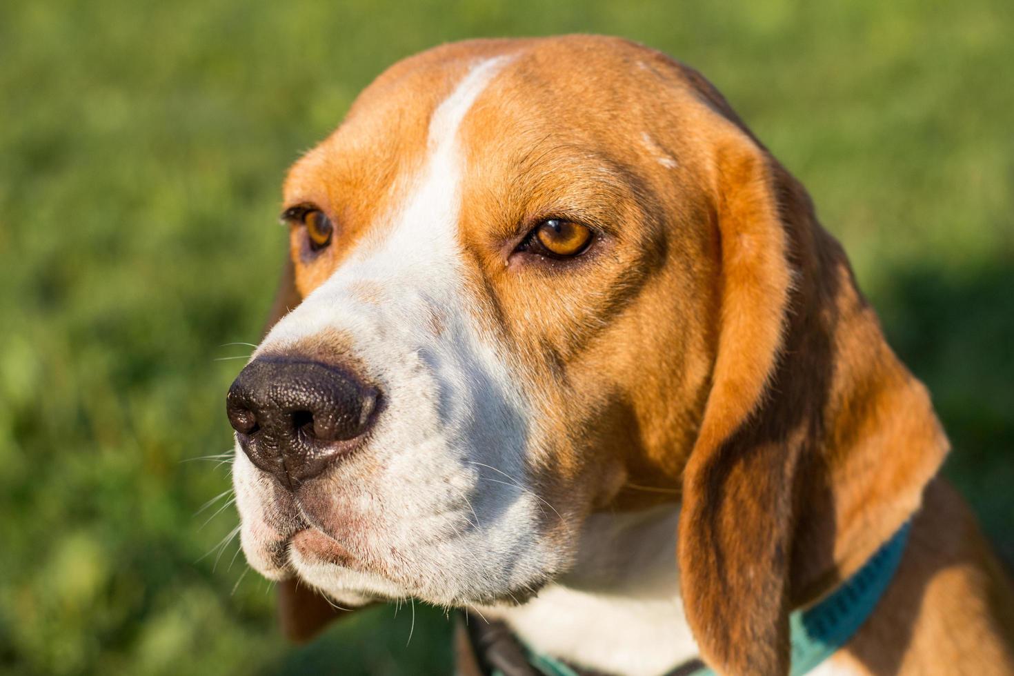 Beagle puppy play on the beach in sunny day photo